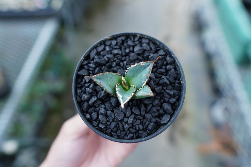 For Sale祭】アガベ小苗の選び方 | mana's farm:塊根植物・アガベ