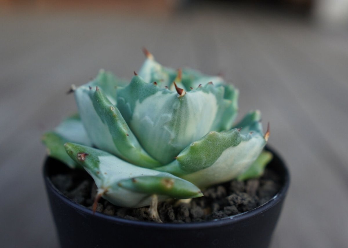 アガベ 王妃雷神錦 白中斑 Agave “Ohi Raijin Nishiki Shirona アガベ 王妃雷神錦 白中斑 Agave “Ohi Raijin Nishiki Shirona