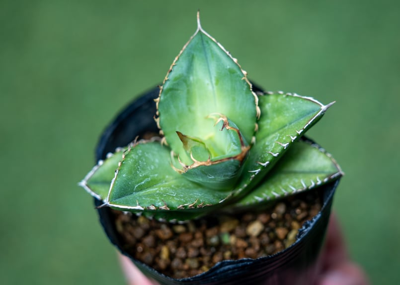 アガベ オテロイ 緑爆龍 極上子株 激レア 超希少 特選！アガベ