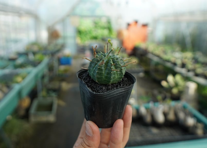 ユーフォルビア スーパーバリダ Euphorbia super valida No.4 |