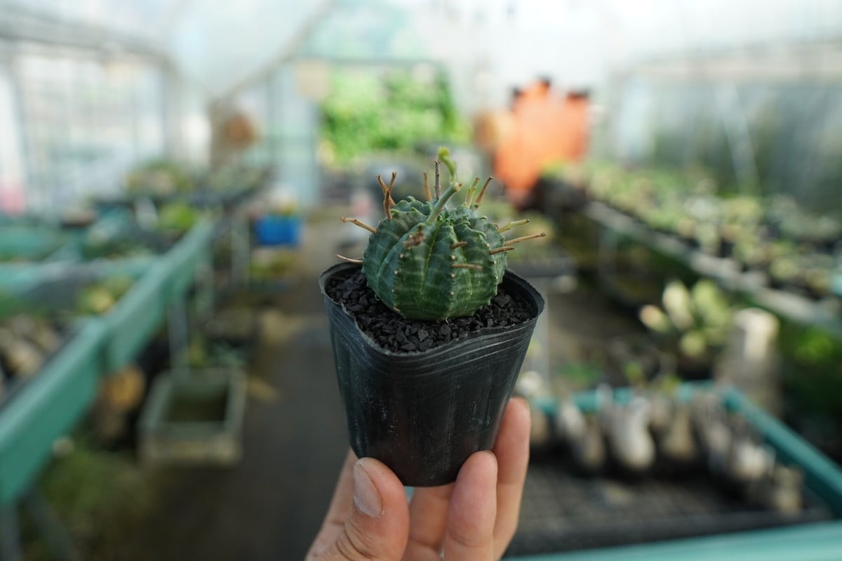 ユーフォルビア スーパーバリダ Euphorbia super valida No.4 |