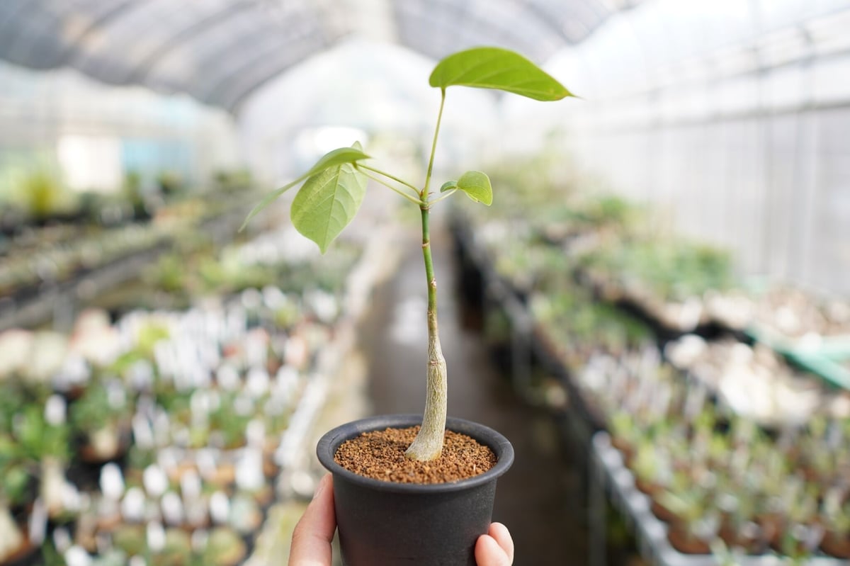 【新鮮】ボンバックス　自家採取種子　20粒　ネコポス発送 新鮮】ボンバックス 自家採取種子 20粒 ネコポス発送 新鮮】ボン