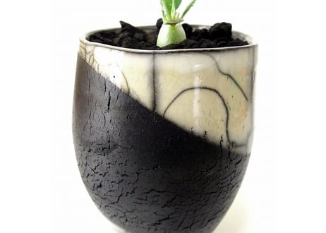 Pachypodium eburneum　パキポディウム　エブレネウム　実生苗