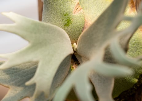 P. willinckii 'Jade Girl' (TC)