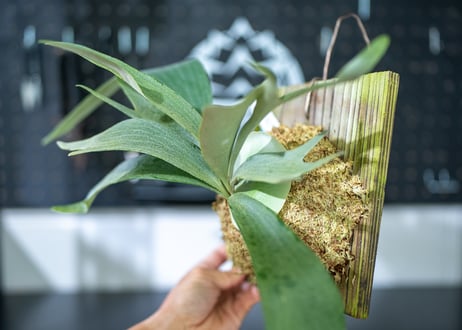 ビカクシダ　ビフルカツムホワイト　P.bifurucatum white