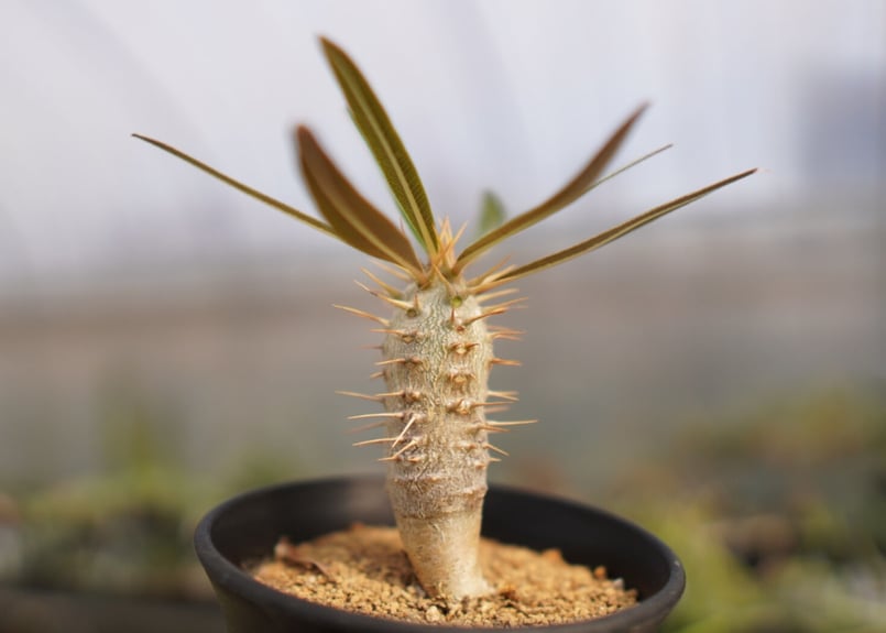 パキポディウム カクチペス NO.2 | mana's farm:塊根植物・アガベ