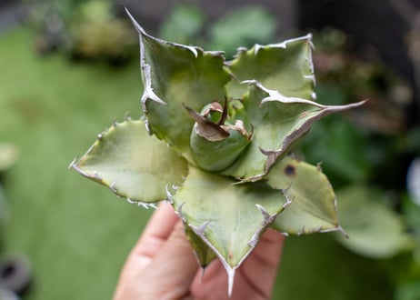 Agave Sowing seeds A NO.5