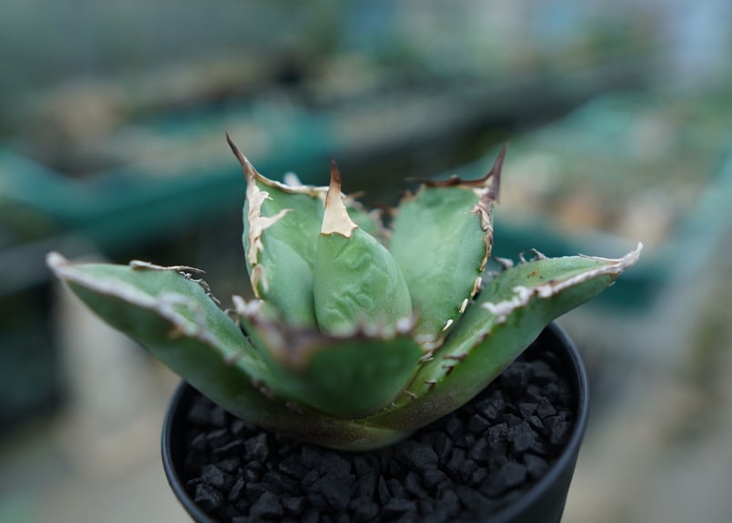 アガベ　確認用 DRAGON AGAVE】アガベ CJ9 EC14 – TaiShoDo ONLINE SHOP