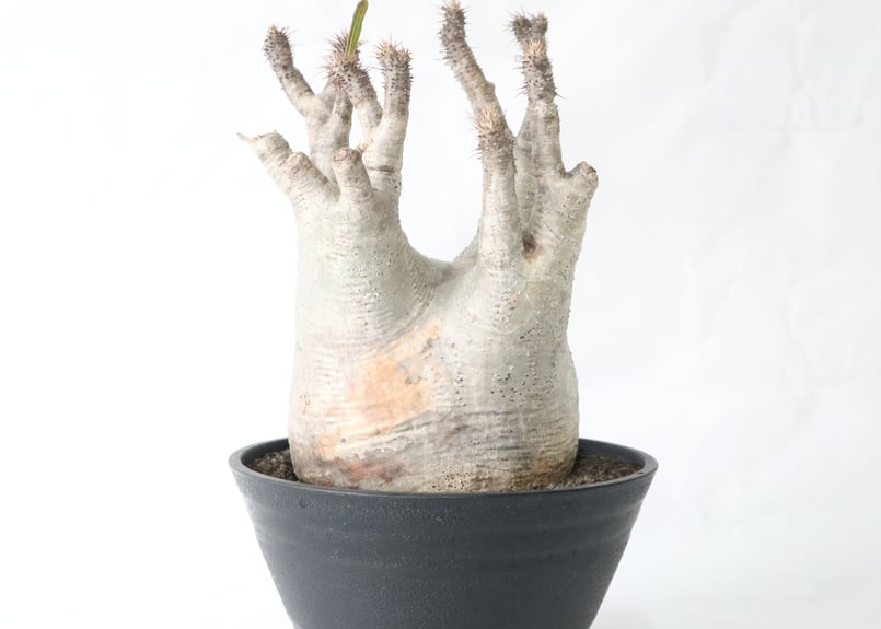 手作植木鉢 検索（塊根植物パキポディウム グラキリス アガベ ） 👑King of Codex👑 パキポディウム．グラキリス✨ ※発根済です