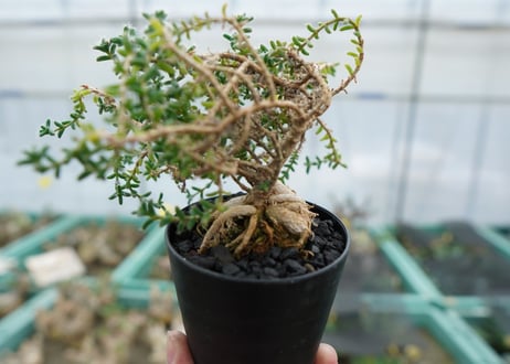 姫紅小松　Trichodiadema bulbosum  No.2