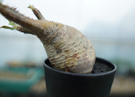 パキポディウム　グラキリス　 Pachypodium Gracilius  No.1