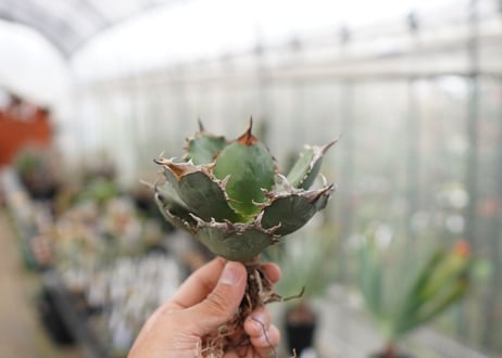 Agave titanota FO-76  F NO.5