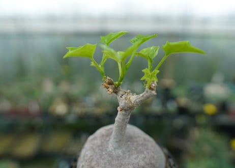 ゲラルダンサス　マクロリザス　Gerrardanthus Macrorhizus