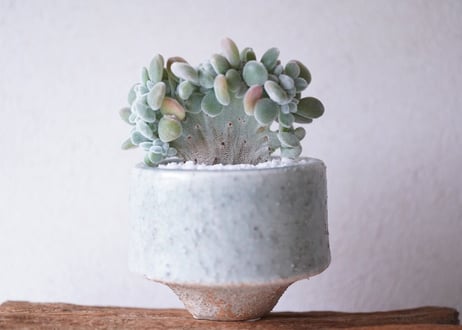Echeveria pulvinata'Frosty'