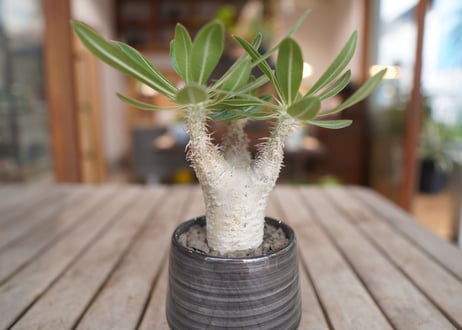 パキポディウム ホロンベンセ　Pachypodium　 horombense