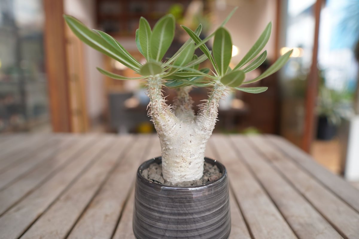 パキポディウム ホロンベンセ Pachypodium horombense | mana's