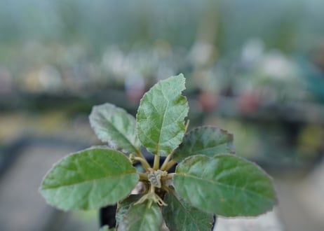 ドルステニア フォエチダ Dorstenia foetida