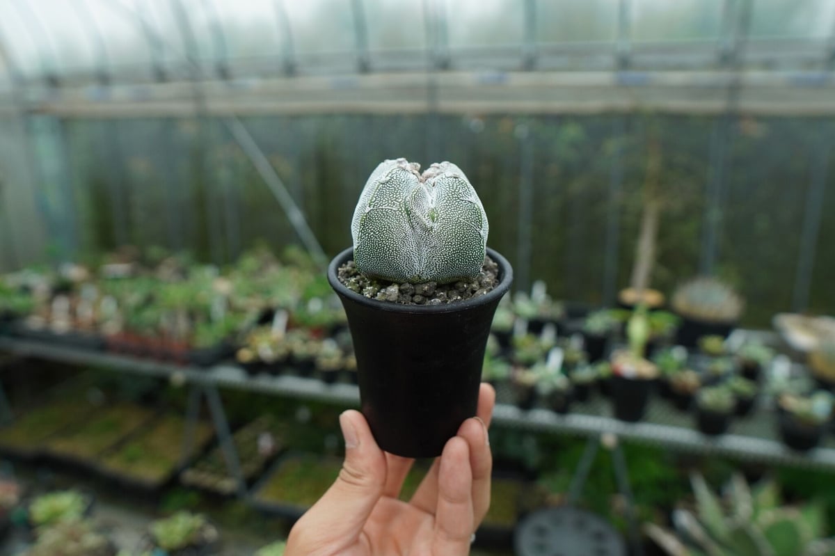 恩塚鸞鳳玉 Astrophytum myriostigma cv. | mana's farm
