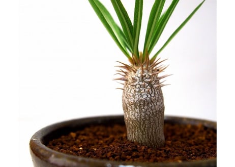 パキポディウム イノピナツム　Pachypodium inopinatum