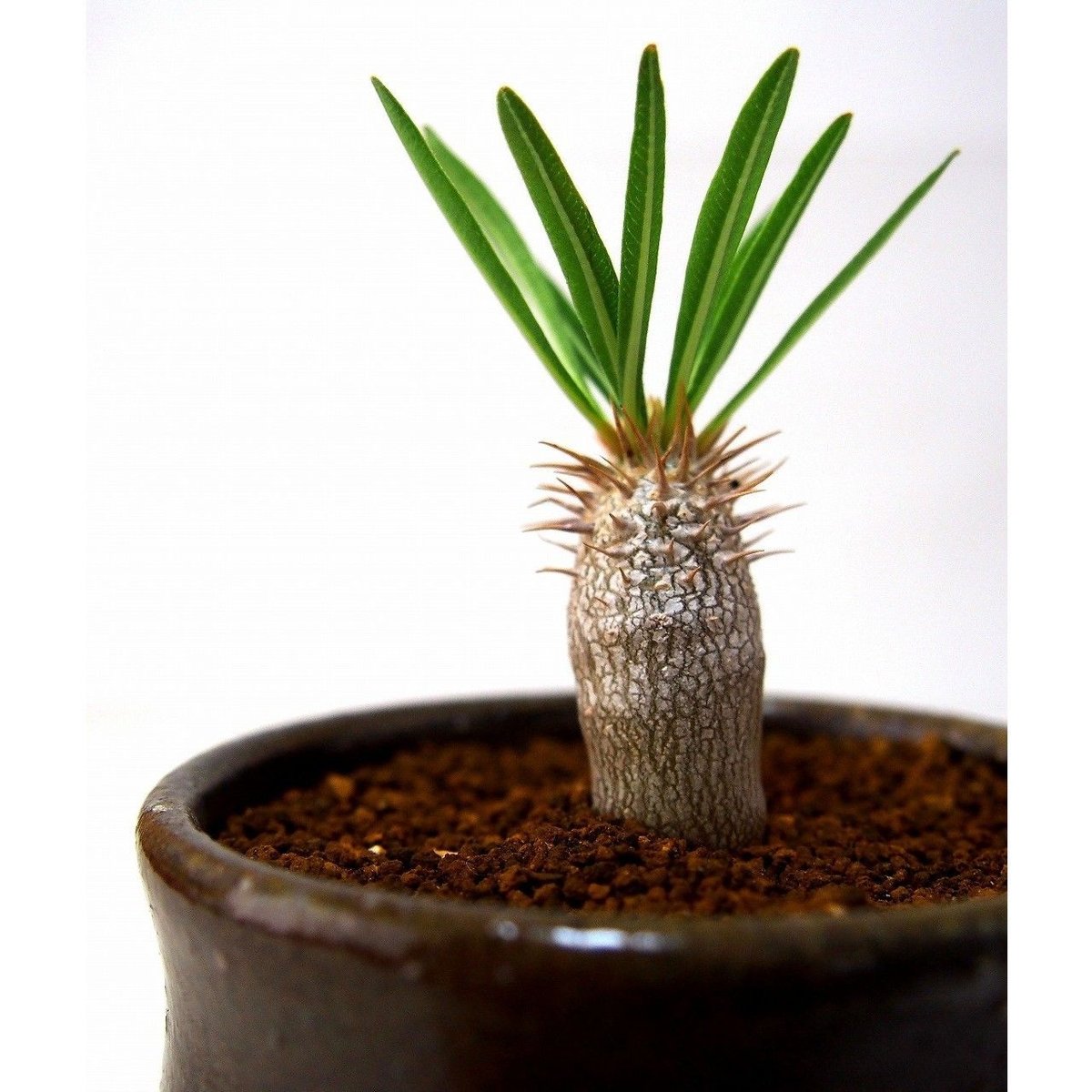 パキポディウム イノピナツム Pachypodium inopinatum | mana's
