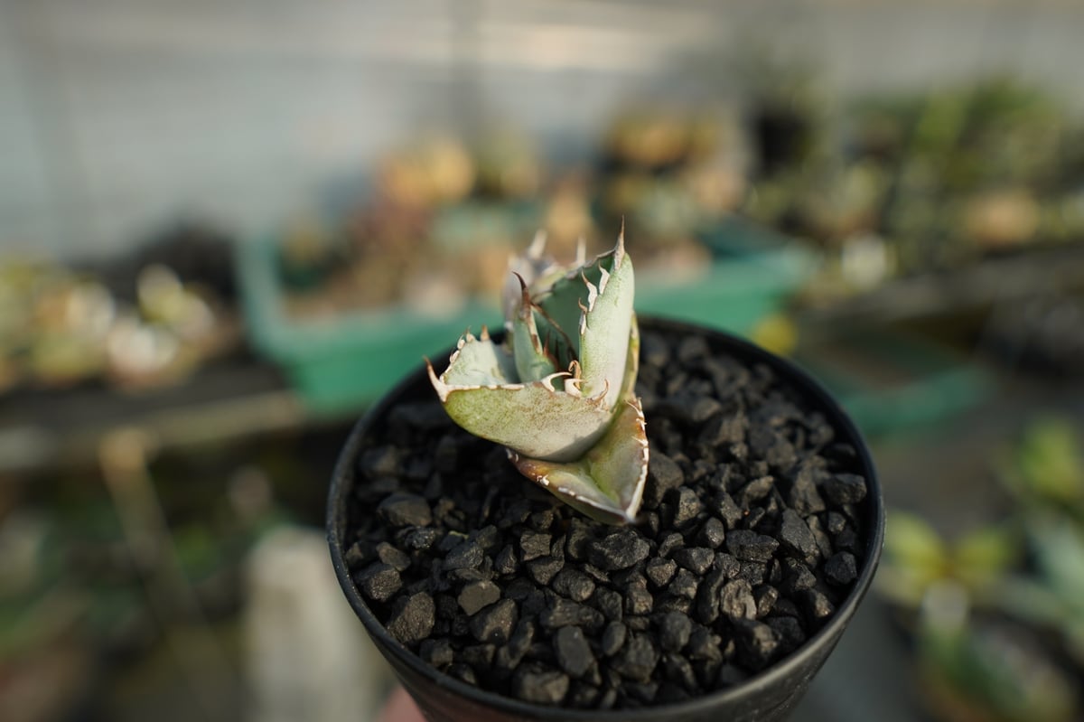 アガベ チタノタ ホワイトアイス agave titanota whiteice No.1