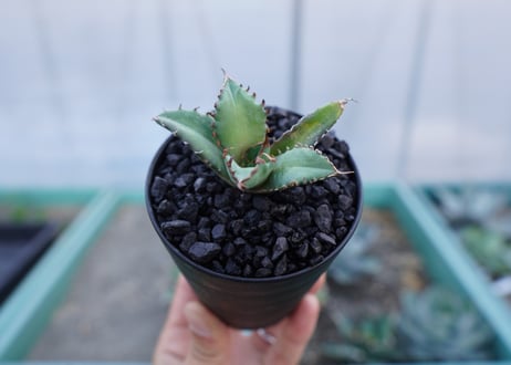 アガベ　チタノタ　姫厳竜　Agave titanota dwarf