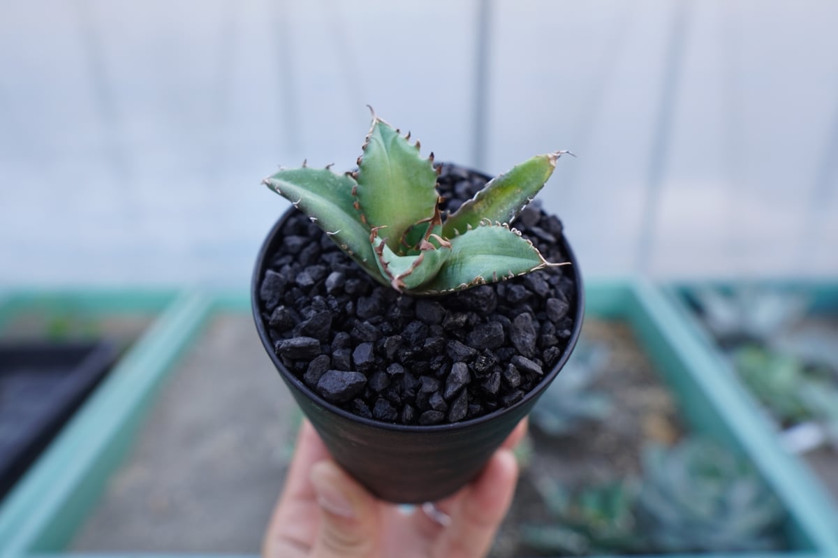 アガベ チタノタ 姫厳竜 Agave titanota dwarf | mana's farm