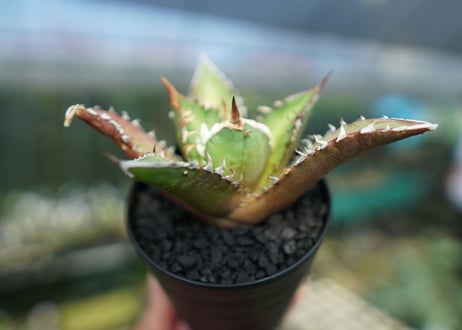 アガベ　チタノタ　レッドキャットウィーズル　Agave titanota Red catweezle　No.8