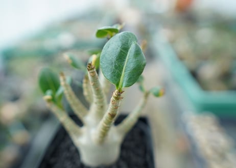 アデニウム　Adenium　No.3