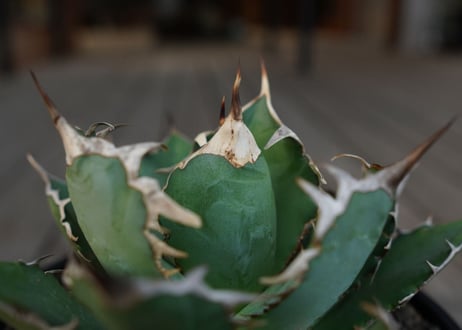 アガベ　チタノタ　Agave titanota