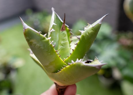 Agave Sowing seeds A NO.1