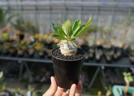 パキポディウム　恵比寿大黒　Pachypodium Densicaule