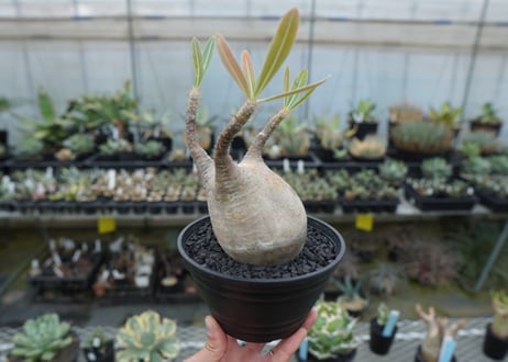 パキポディウム　グラキリス　 Pachypodium Gracilius  No.4