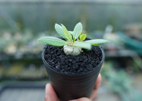 パキポディウム　恵比寿笑い　Pachypodium brevicaule　No.3