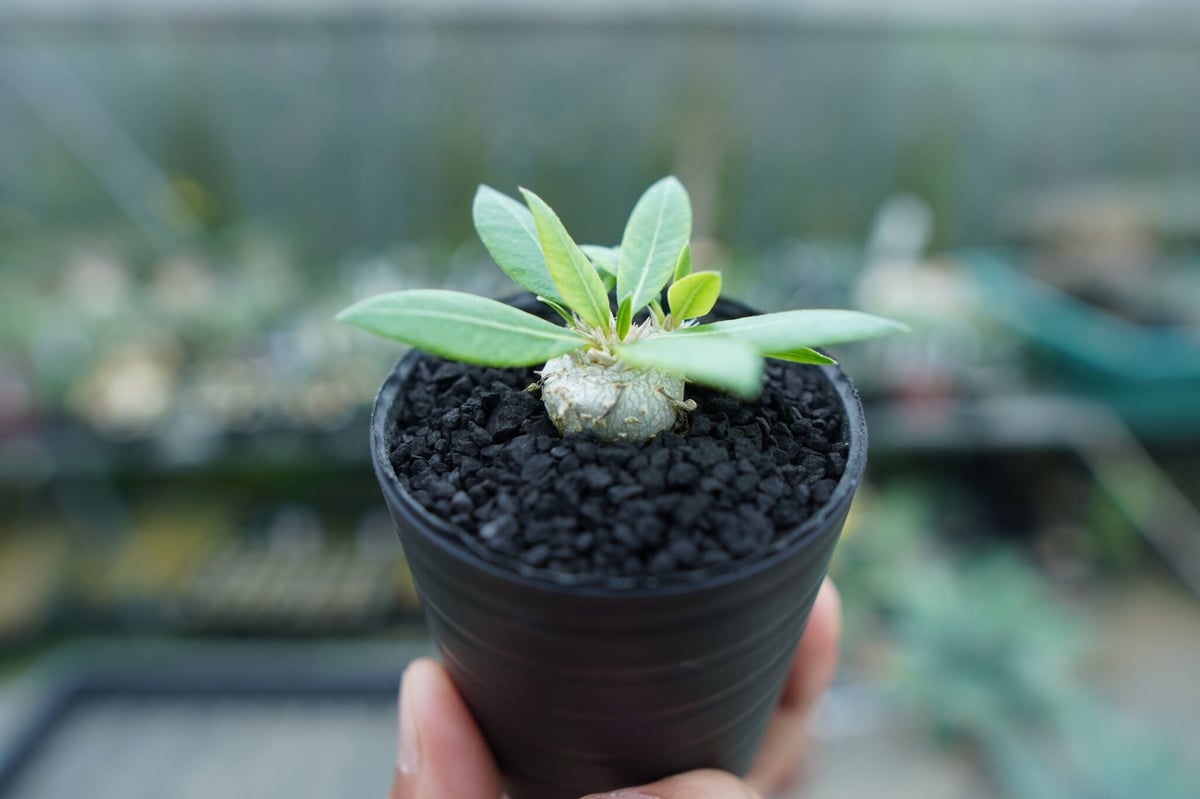 パキポディウム 恵比寿笑い Pachypodium brevicaule ⑭ パキポディウム 恵比寿笑い Pachypodium brevicaule No.3 | man