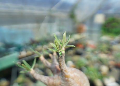 パキポディウム　グラキリス　Pachypodium gracilius　No.1
