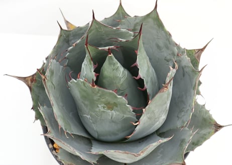 Agave parrasana Globe