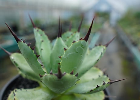 アガベ　マクロアカンサ×ポタトラム　 Agave macroacantha×potatorum
