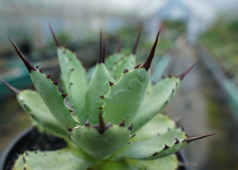 アガベ マクロアカンサ×ポタトラム Agave macroacantha×potatorum