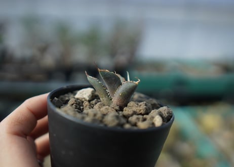 カキコアガベ　チタノタ　FO-76　agave titanota  FO-76　子株　A13
