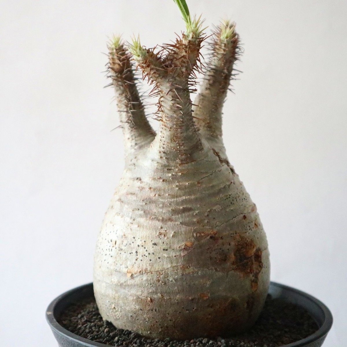 パキポディウム グラキリス no.40 | mana's farm:塊根植物・アガベ