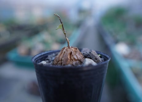 亀甲竜　Dioscorea elephantipes　No.6