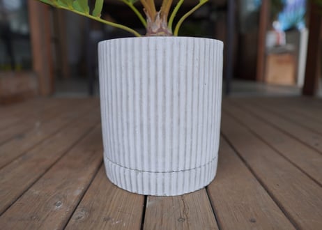 ザミア フロリダーナ　Zamia floridana