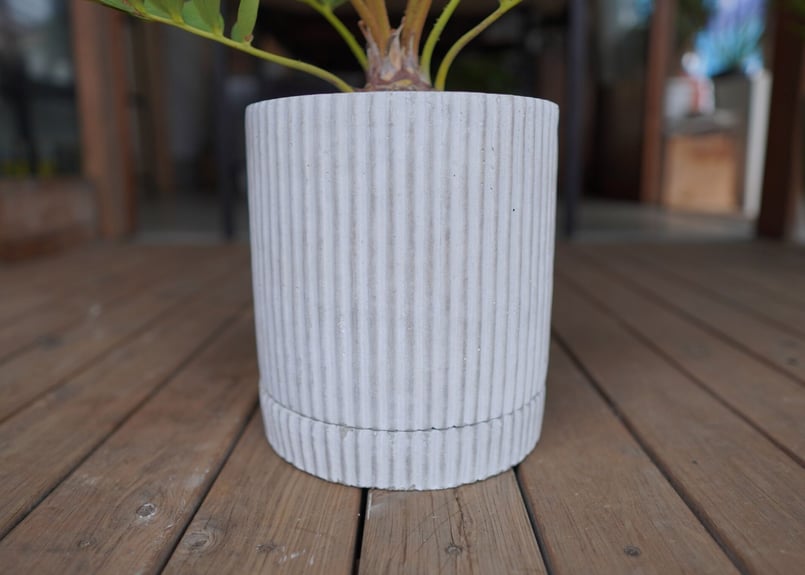 ザミア フロリダーナ Zamia floridana | mana's green:塊根植物販 ザミア フロリダーナ Zamia floridana | mana's green:塊根植物販