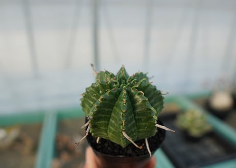 ユーフォルビア　スーパーバリダ　Euphorbia super valida  No.3