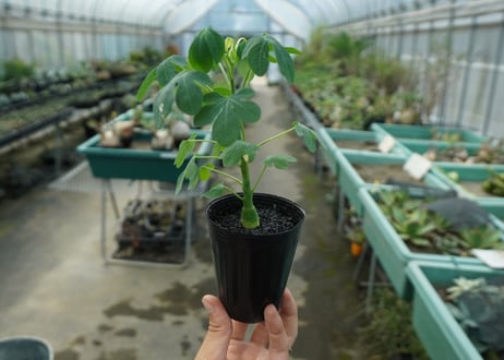 アデニア　グラウカ　Adenia glauca  No.4