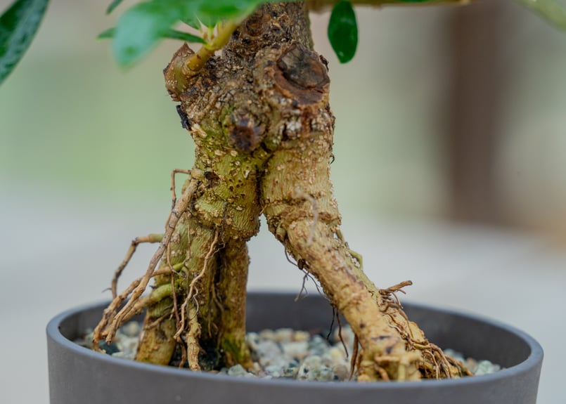 オリーブ 根上がり | mana's farm:塊根植物・アガベ・ドライガーデン