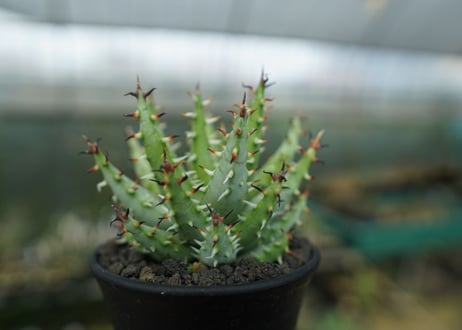 アロエ　エリナケア　Aloe erinacea