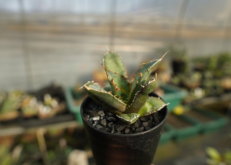 アガベ チタノタ FO-76 Agave titanota FO-76 No.1 | man