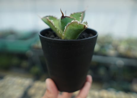 アガベ　チタノタ　白鯨　Agave titanota White whale　No.4
